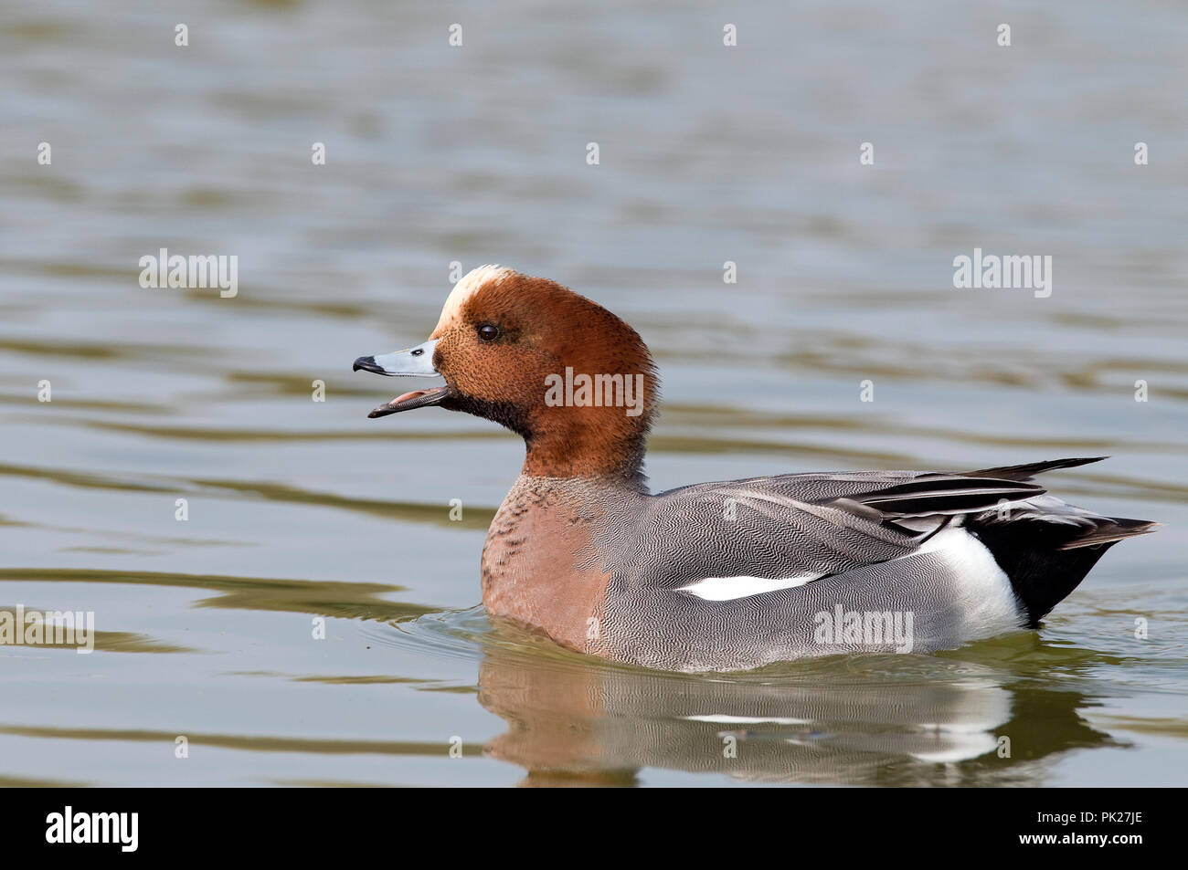 Europäische Pfeifente, Eurasischen Pfeifente (Anas penelope) Canard siffleur Stockfoto