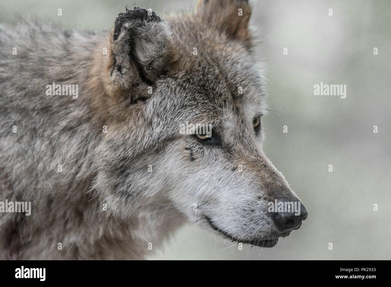 Eine mexikanische Grauer Wolf mit Narben auf seinem rechten Ohr und Gesicht Stockfoto