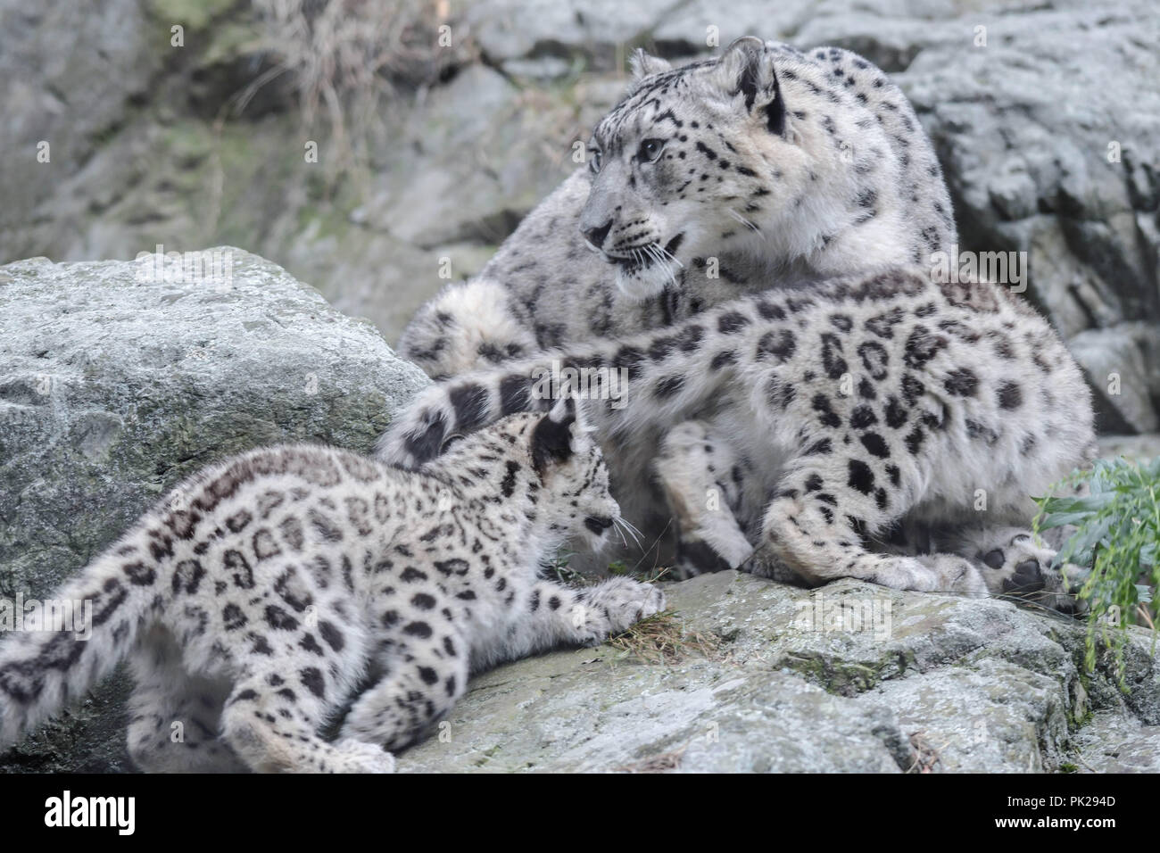 Eine Mutter snow leopard schützt Ihre zwei jungen Jungen. Stockfoto