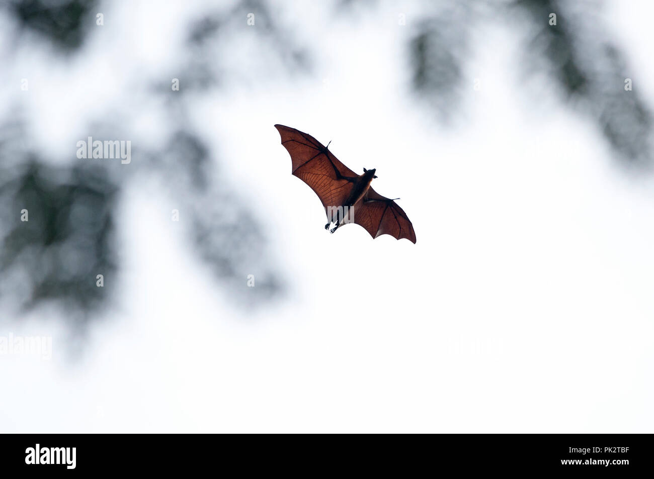 Große Flying Fox (Pteropus vampyrus) Südthailand Roussette de