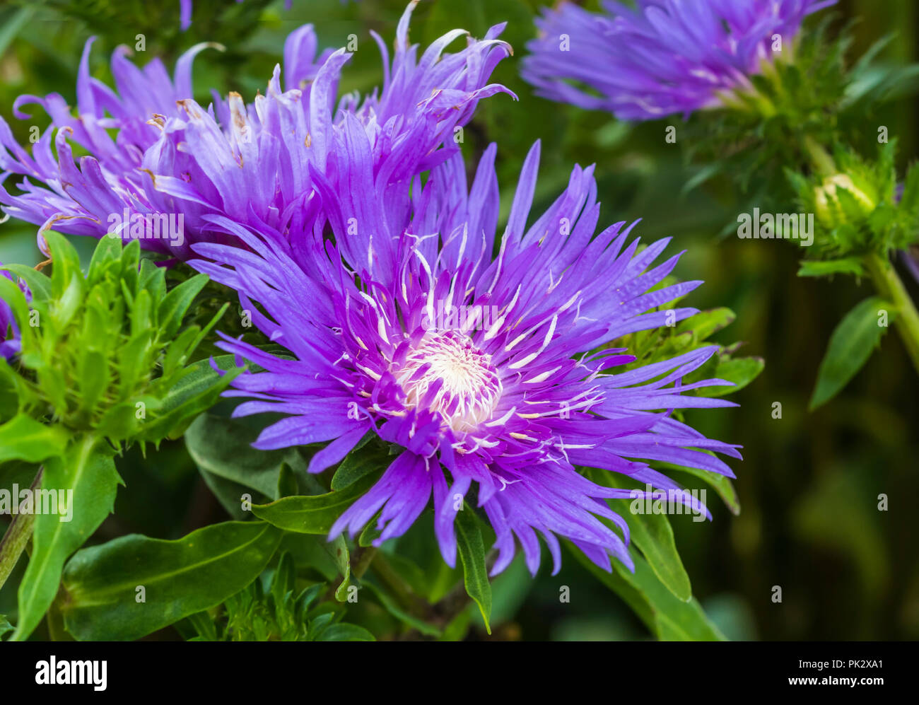 Lila Kornblume - wie Blume Der winterharte Staude Stokesia laevis 'Purple Sonnenschirme" (AKA Stoke aster) Pflanze im frühen Herbst in West Sussex, UK. Stockfoto