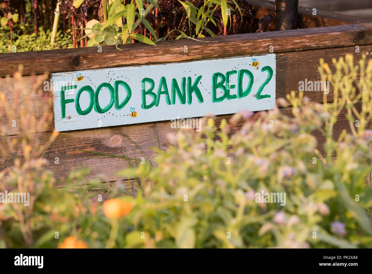 Eine gemeinschaft Garten wachsenden Lebensmittel für eine lokale Essen bank Ashbridges Bay Park in Toronto, Ontario. Stockfoto