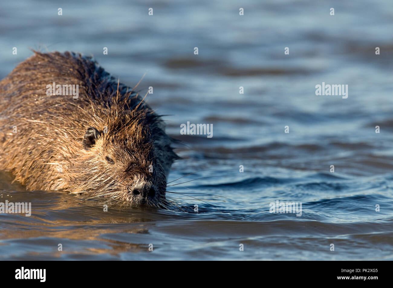 Nutrias - Nutria (Myocastor nutria) Ragondin Stockfoto