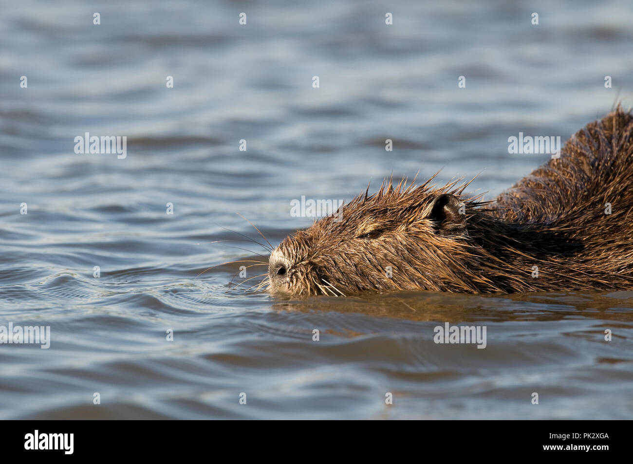 Nutrias - Nutria (Myocastor nutria) Ragondin Stockfoto
