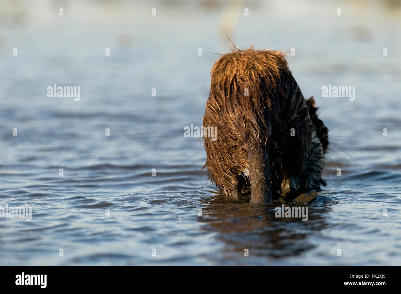 Nutrias - Nutria (Myocastor nutria) Ragondin Stockfoto