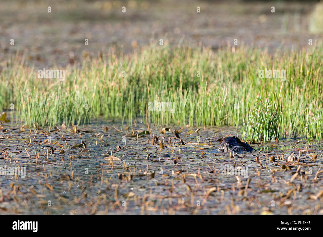 Nutrias - Nutria (Myocastor nutria) Ragondin Stockfoto