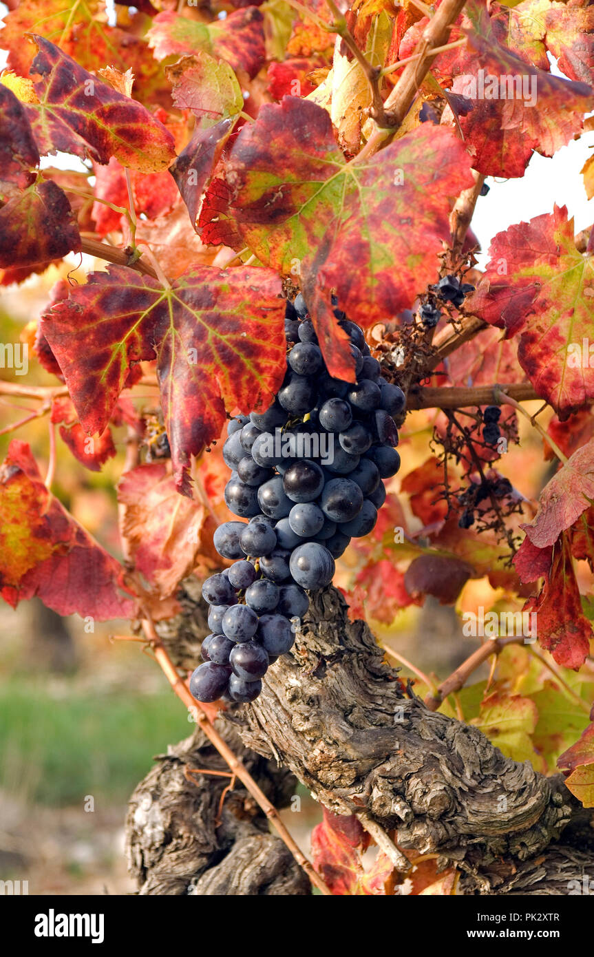 weintraube-vitis-vinifera-fotos-und-bildmaterial-in-hoher-aufl-sung