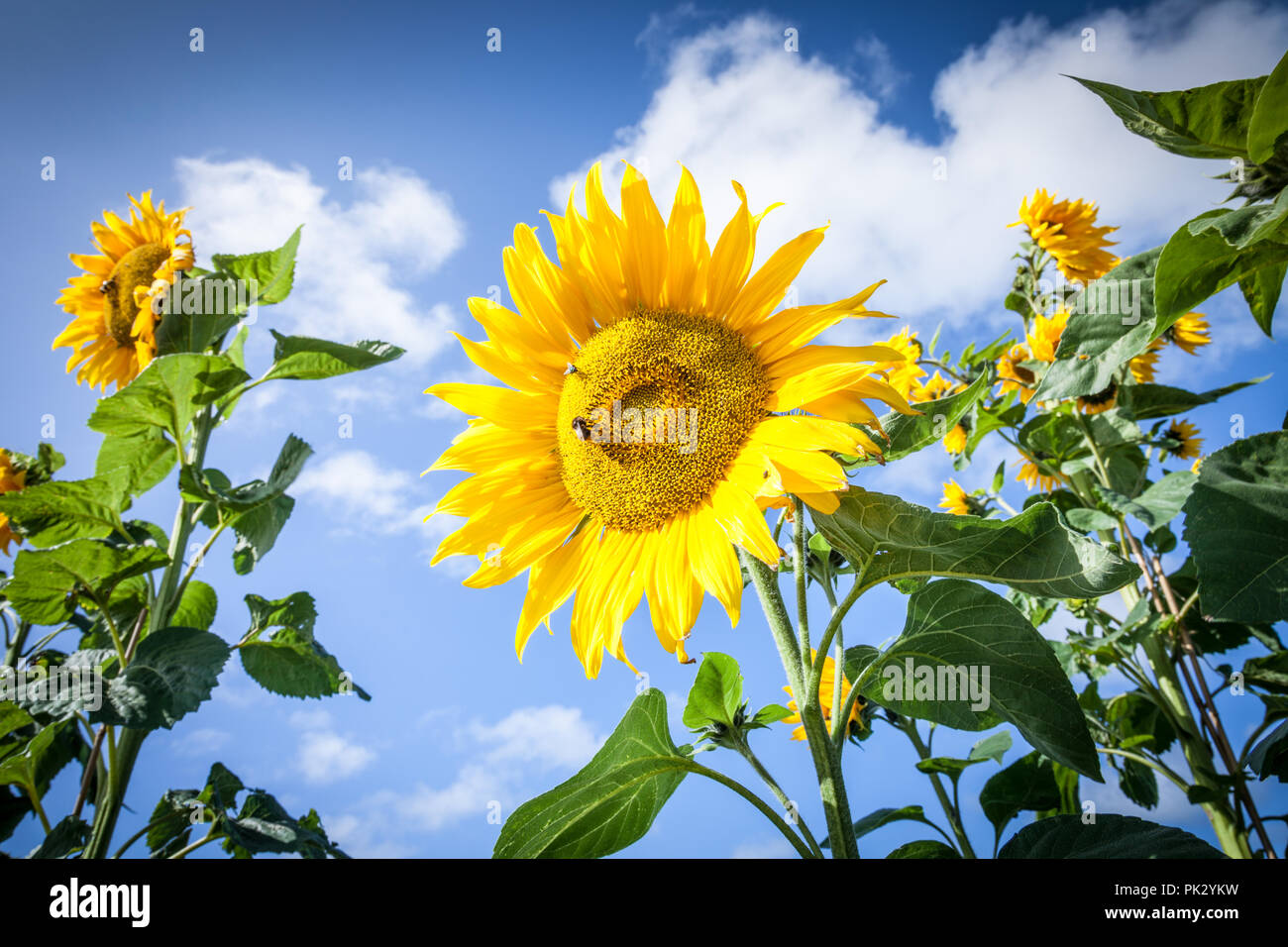 Sonnenblume Helianthus Pflanzen hoch vor blauem Himmel, Sommer. Stockfoto