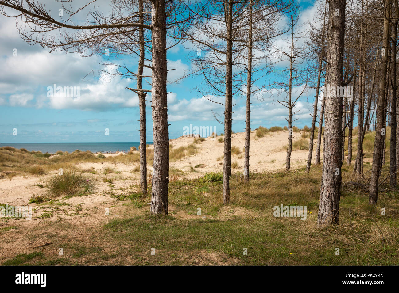Bäume in einem Wald an der Küste Sandstrand, Anglesey, Wales UK Stockfoto