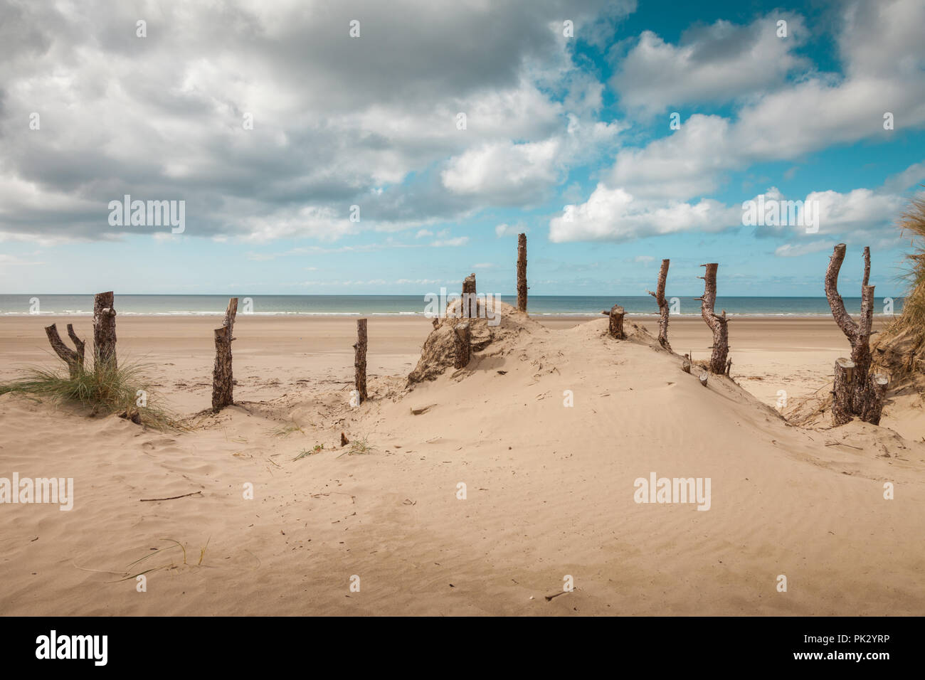 Baumstämme auf einem sandigen Küste, Anglesey, Wales UK Stockfoto