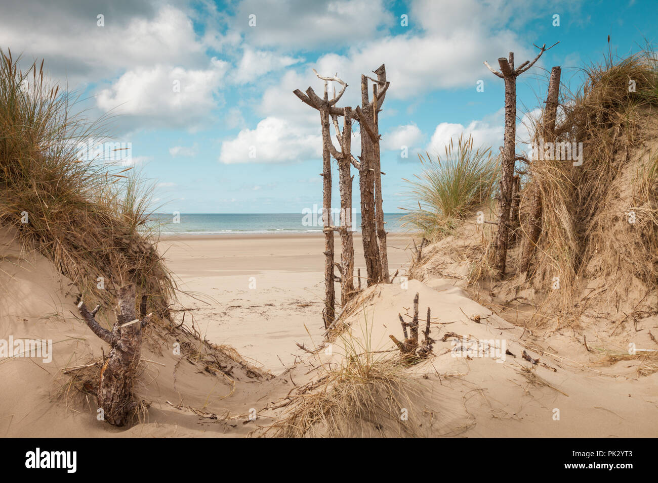 Baumstämme auf einem sandigen Küste, Anglesey, Wales UK Stockfoto
