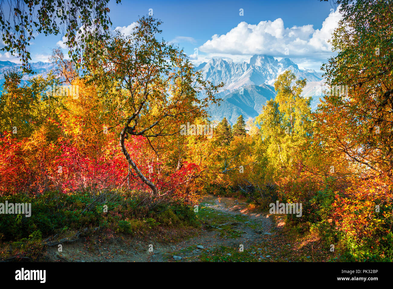 Bunte Herbst morgen im Kaukasus Bergwald. Obere Swanetien, Georgien, Europa. Oktober 2015. Stockfoto