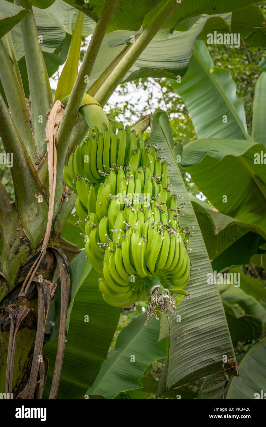 Bananenstaude, Costa Rica Stockfoto