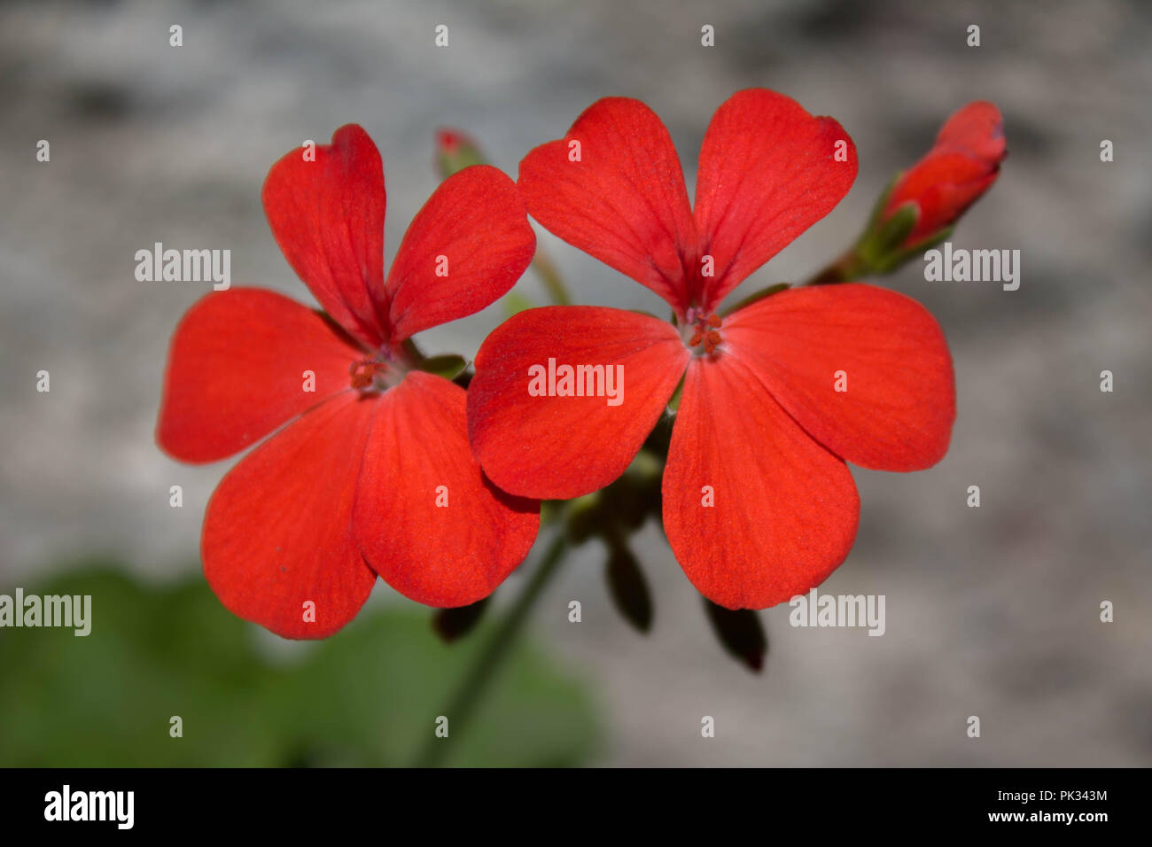 Helle rote Blume in einem Antigua Garten Stockfoto