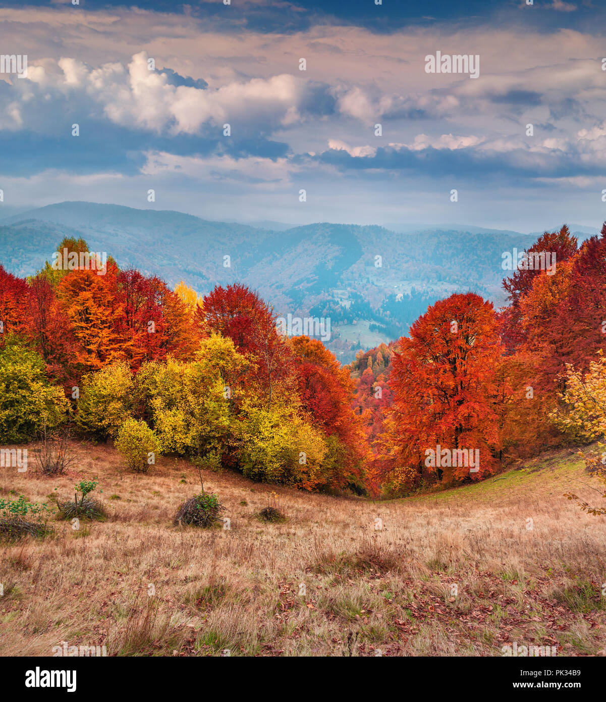 Bunte Herbst morgen in die Karpaten. Tarantyn ridge, Transkarpatien, Ukraine, Europa. Stockfoto