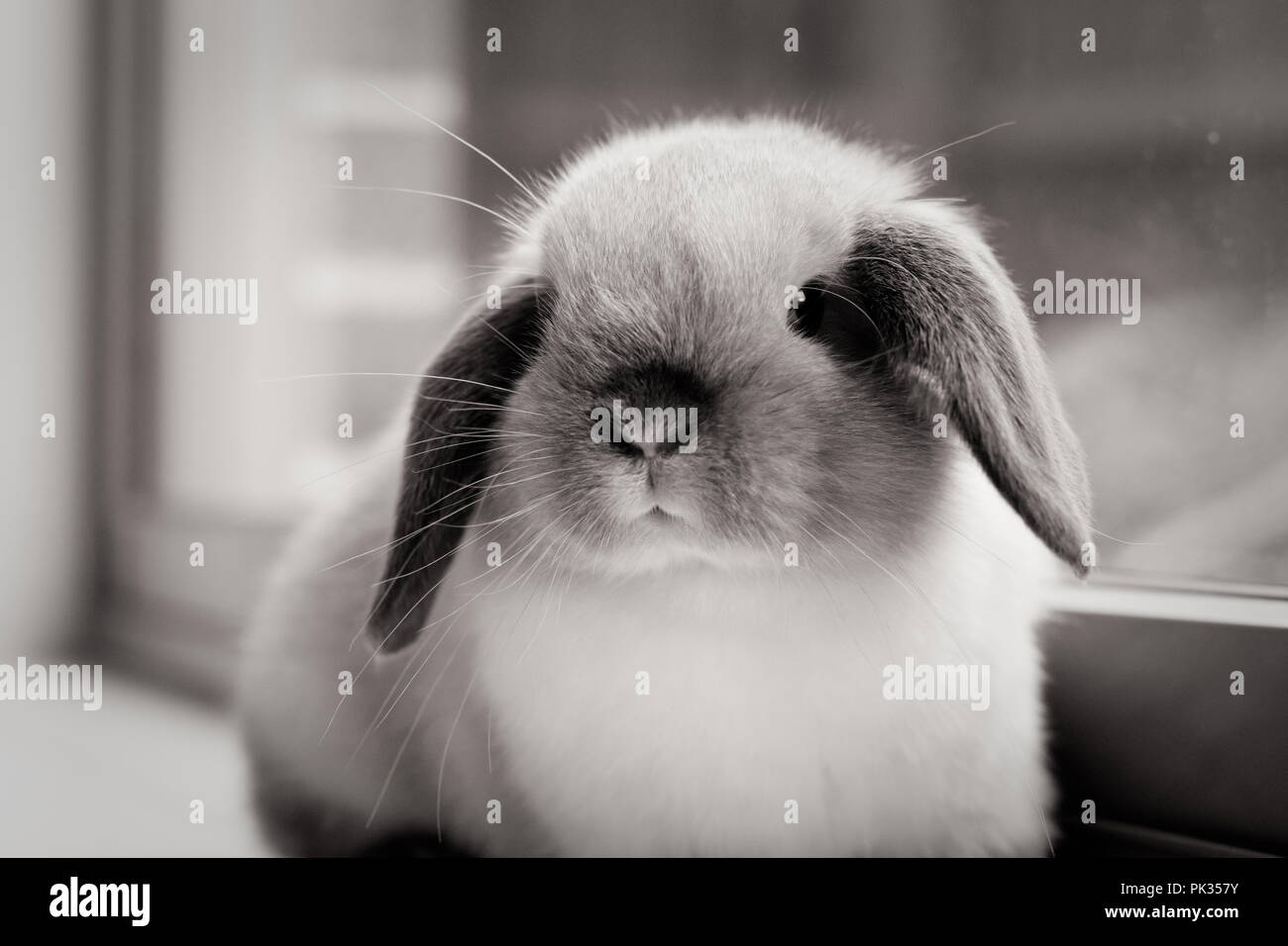 Mini Lop Kaninchen Stockfoto