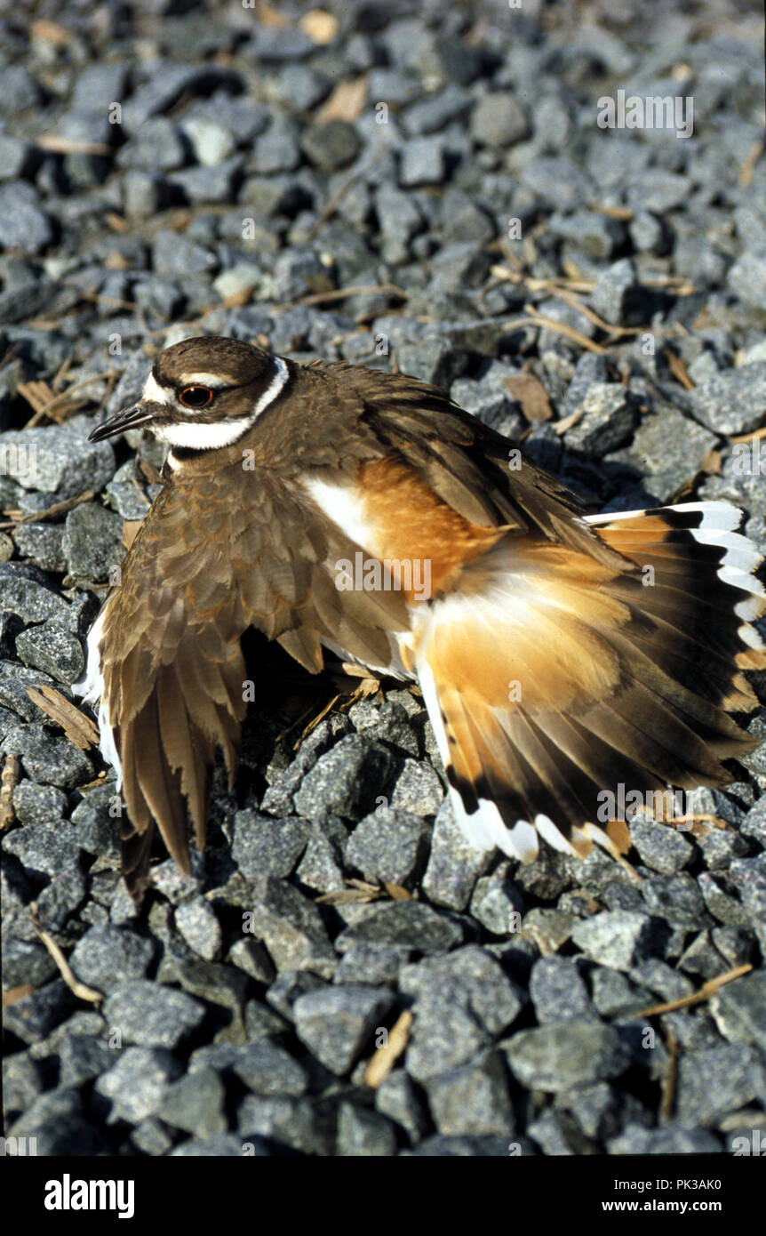 2 Killdeer 052901 - killdeer Durchführung seiner berühmten Ablenkung, Verletzungen vorzutäuschen, schleppt es sich unstet über den Boden ziehen, brach ein' Stockfoto