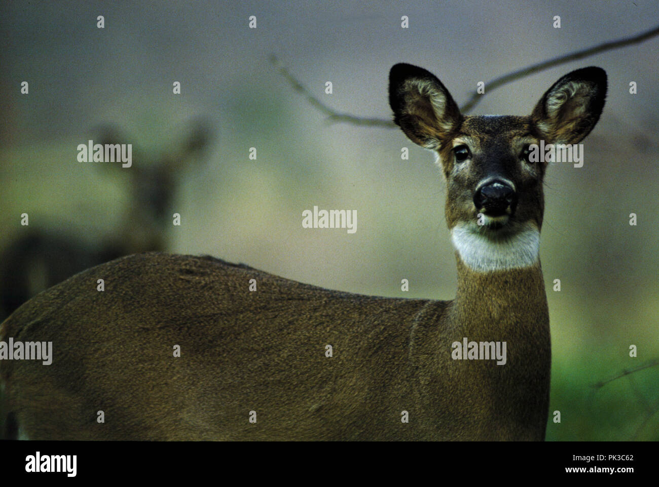 5 Whitetail 080701 - Whitetail Deer. Stockfoto