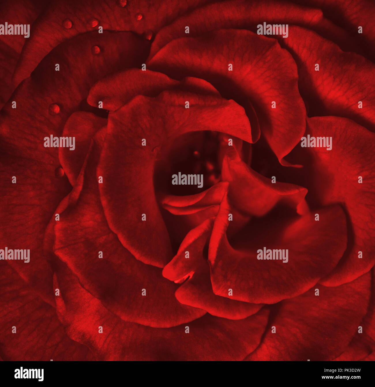 Rote Rose. Abstrakte rote Rose. Rose Hintergrund. Liebe Hintergrund. Leidenschaft Hintergrund. Stockfoto