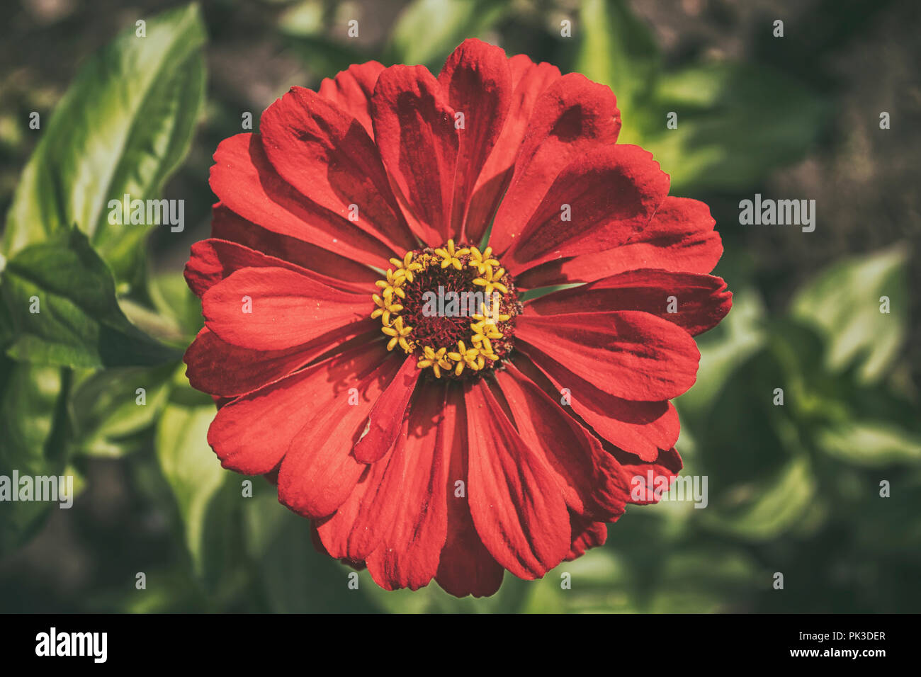 Red Zinnia Blume. Zinnia Blume. Rote Blume. Floral background. Garten Blumen. Stockfoto
