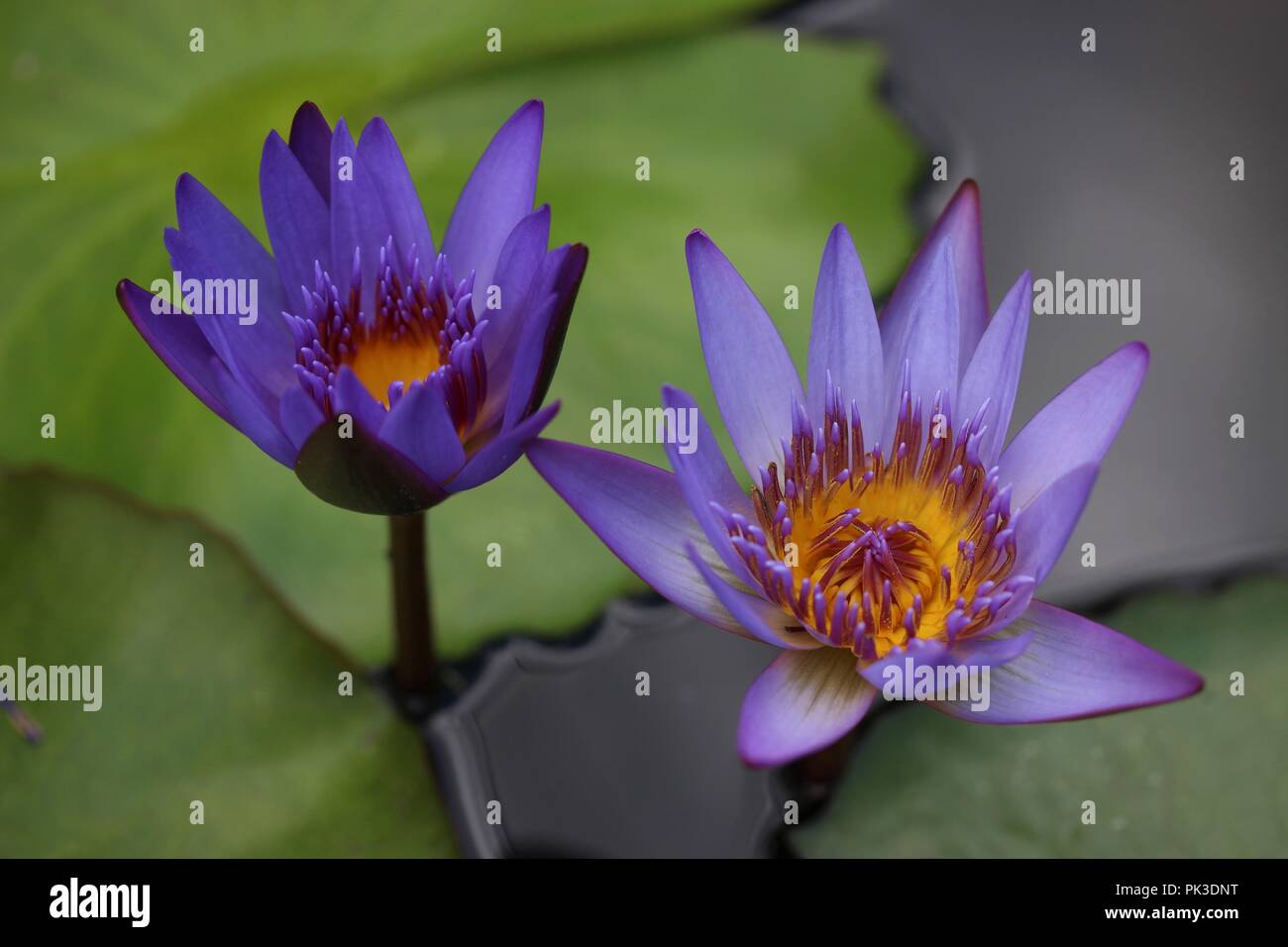 Lotus flowre auf einem Teich Stockfoto