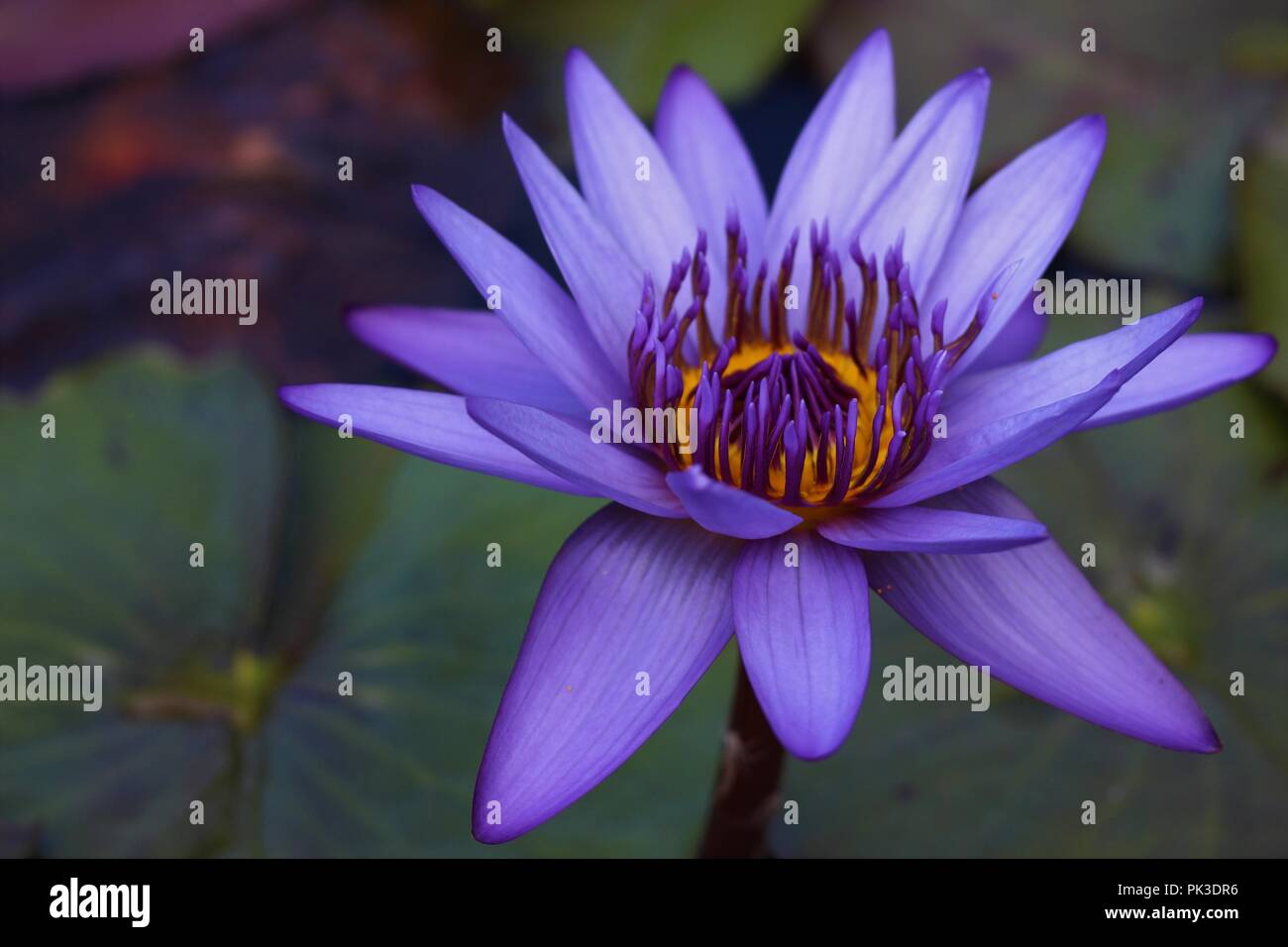 Lotus flowre auf einem Teich Stockfoto