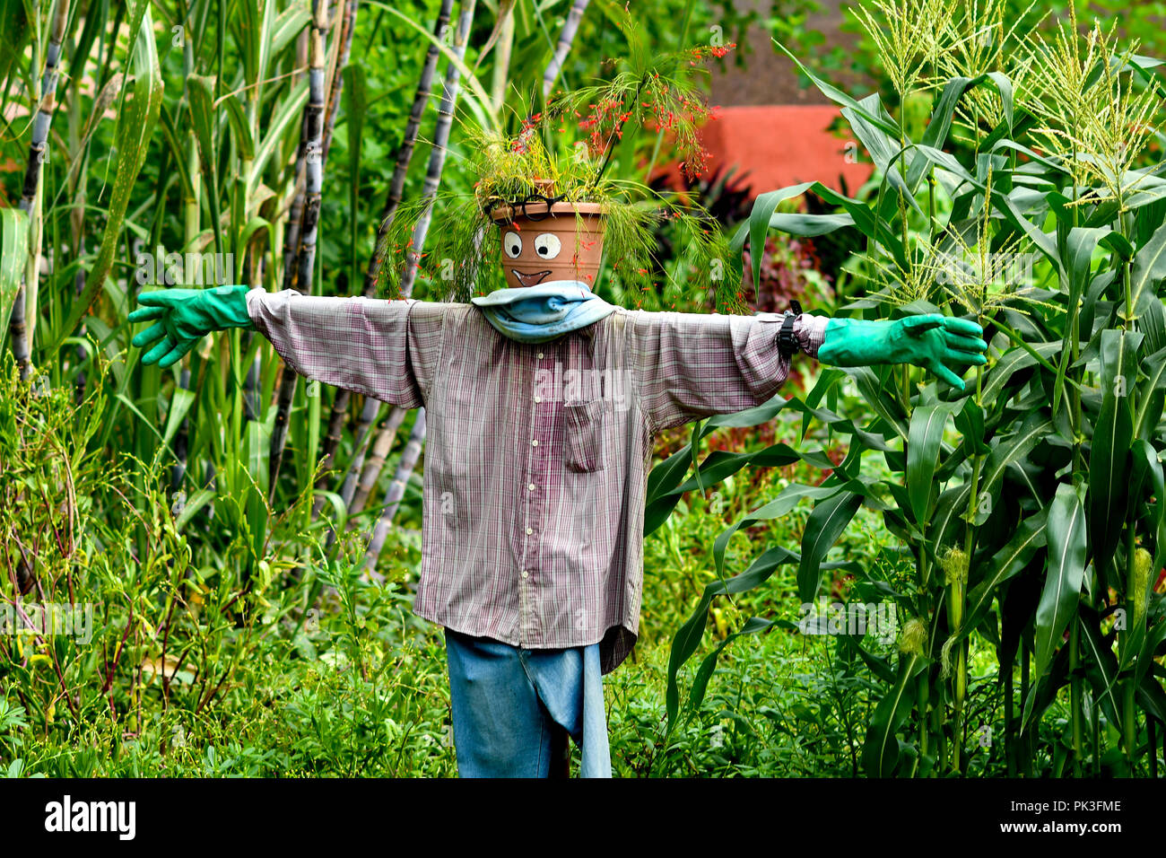 Cute scarecrow im Kornfeld Stockfoto