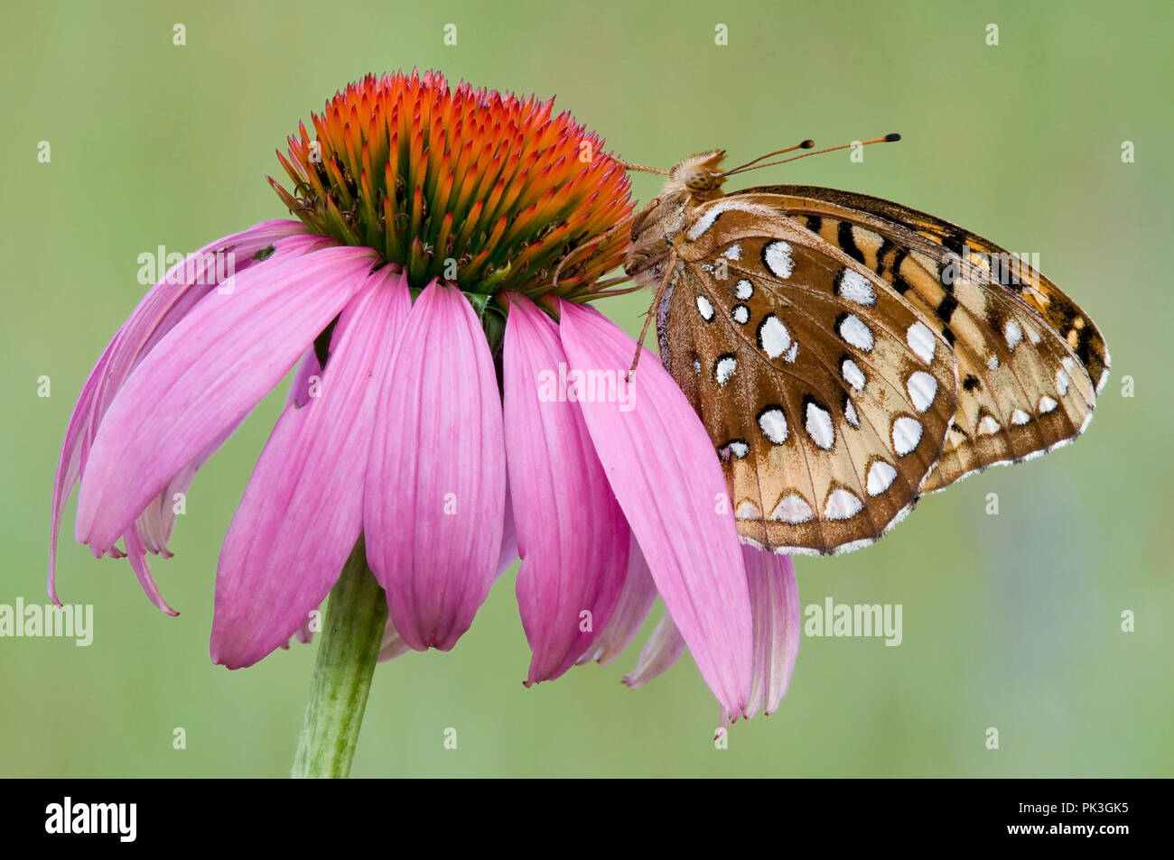 Great Spangled Fritillary Schmetterling (speyeria Cybele) auf Sonnenhut (Echinacea purpurea), E USA, durch Überspringen Moody/Dembinsky Foto Assoc Stockfoto