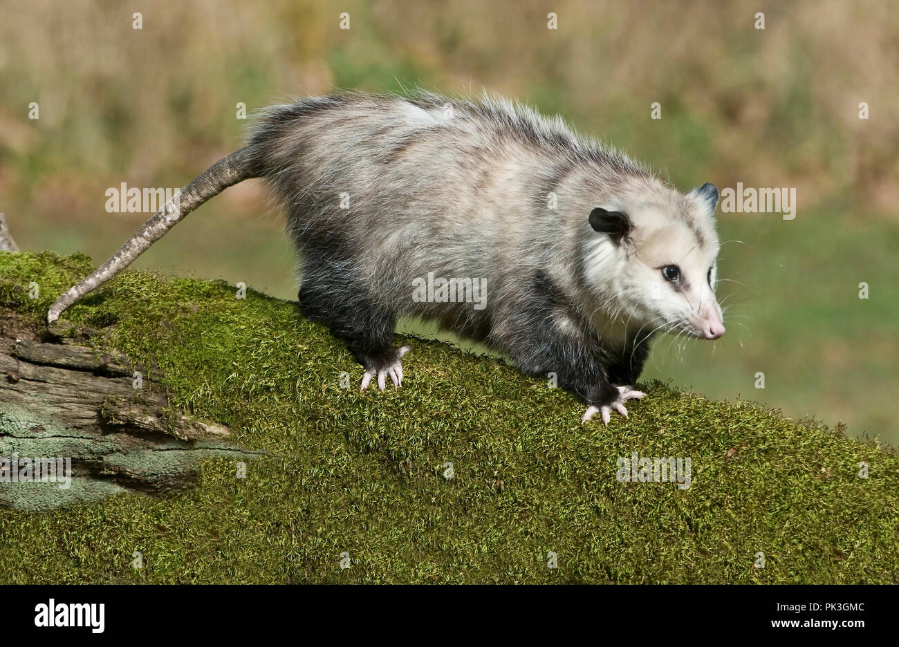 Virginia opossum (Didelphis virginiana), E Nordamerika, durch Überspringen Moody/Dembinsky Foto Assoc Stockfoto