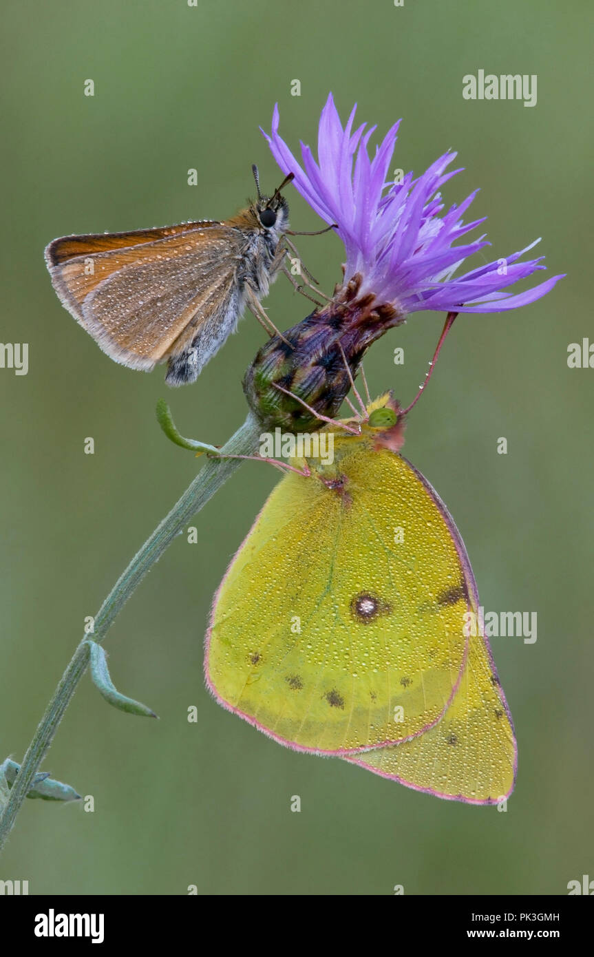 Orange Schwefel (Colias eurytheme) und Europäischen Skipper (Thymelicus Lineola) Schmetterlinge auf Gefleckte Flockenblume (Centaurea Maculosa), E USA, durch Überspringen Moody Stockfoto