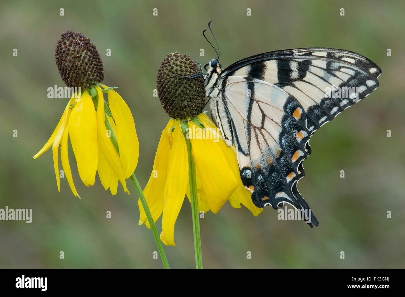 Eastern Tiger Swallowtail Butterfly (Papilio glaucus) auf Graue Coneflower (Ratibida pinnata), E USA, durch Überspringen Moody/Dembinsky Foto Assoc Stockfoto
