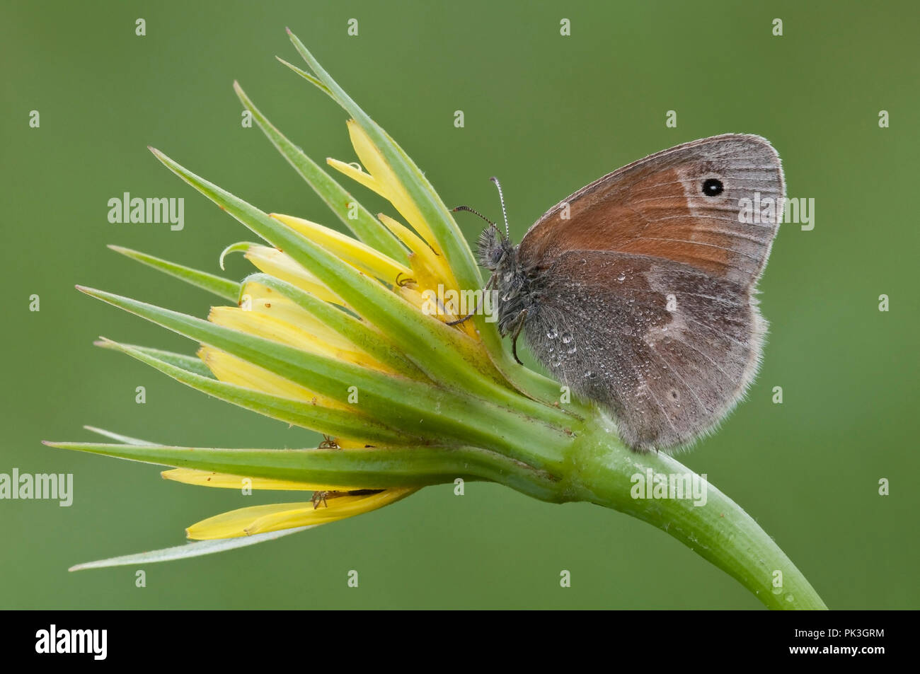 Gemeinsame Ringelwürmer Schmetterling (Coenonympha tullia) Fütterung auf Bart Blume Gemeinsamen der Ziege (Tragopogon pratensis), E USA, durch Überspringen Moody/Dembinsky Foto Assoc Stockfoto