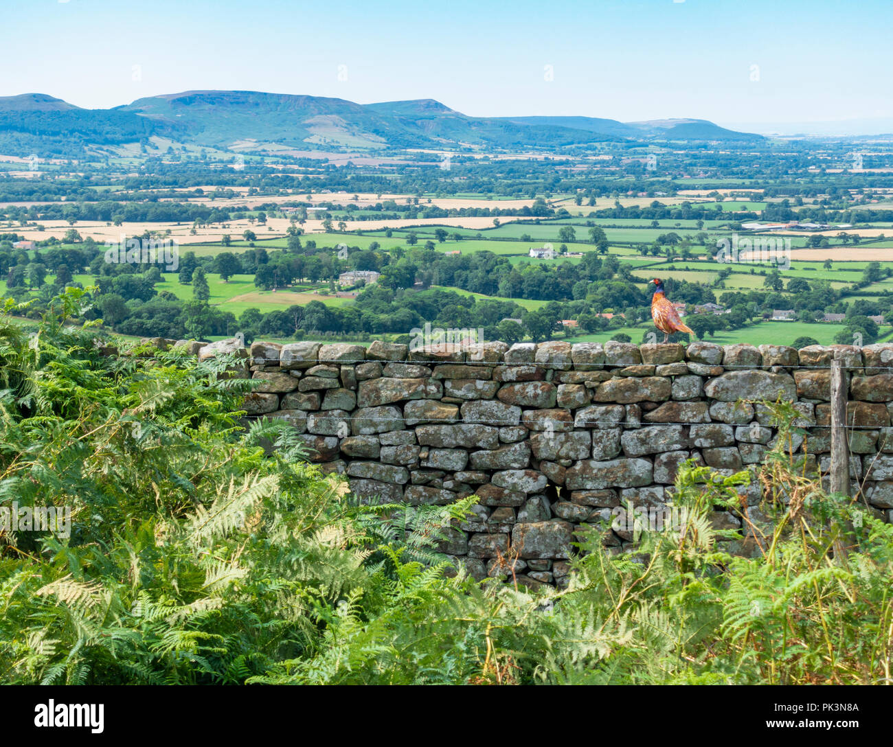 Ein Fasan auf trockenen Steinmauer am Easby Moor, Cleveland Hügel in der Ferne. North York Moors National Park, North Yorkshire, England, Vereinigtes Königreich. Stockfoto