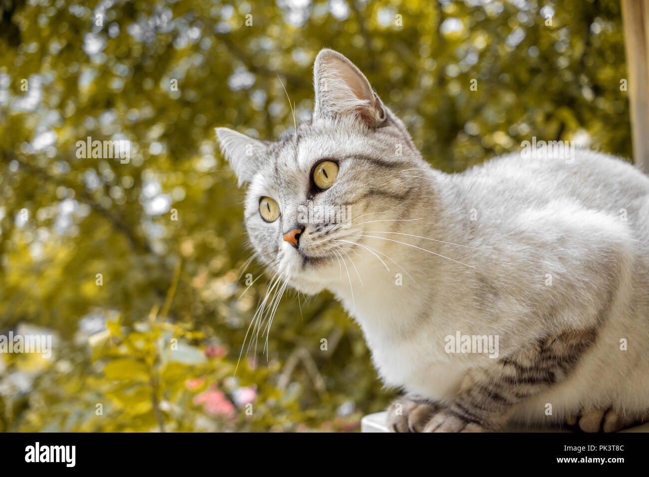 Grau britische Haarschnitt Katze im gelben Herbst Hintergrund Stockfoto