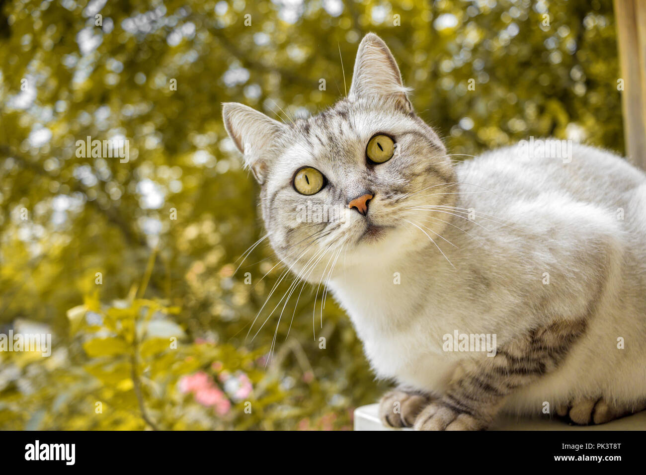 Grau britische Haarschnitt Katze im Herbst gelb Garten Stockfoto