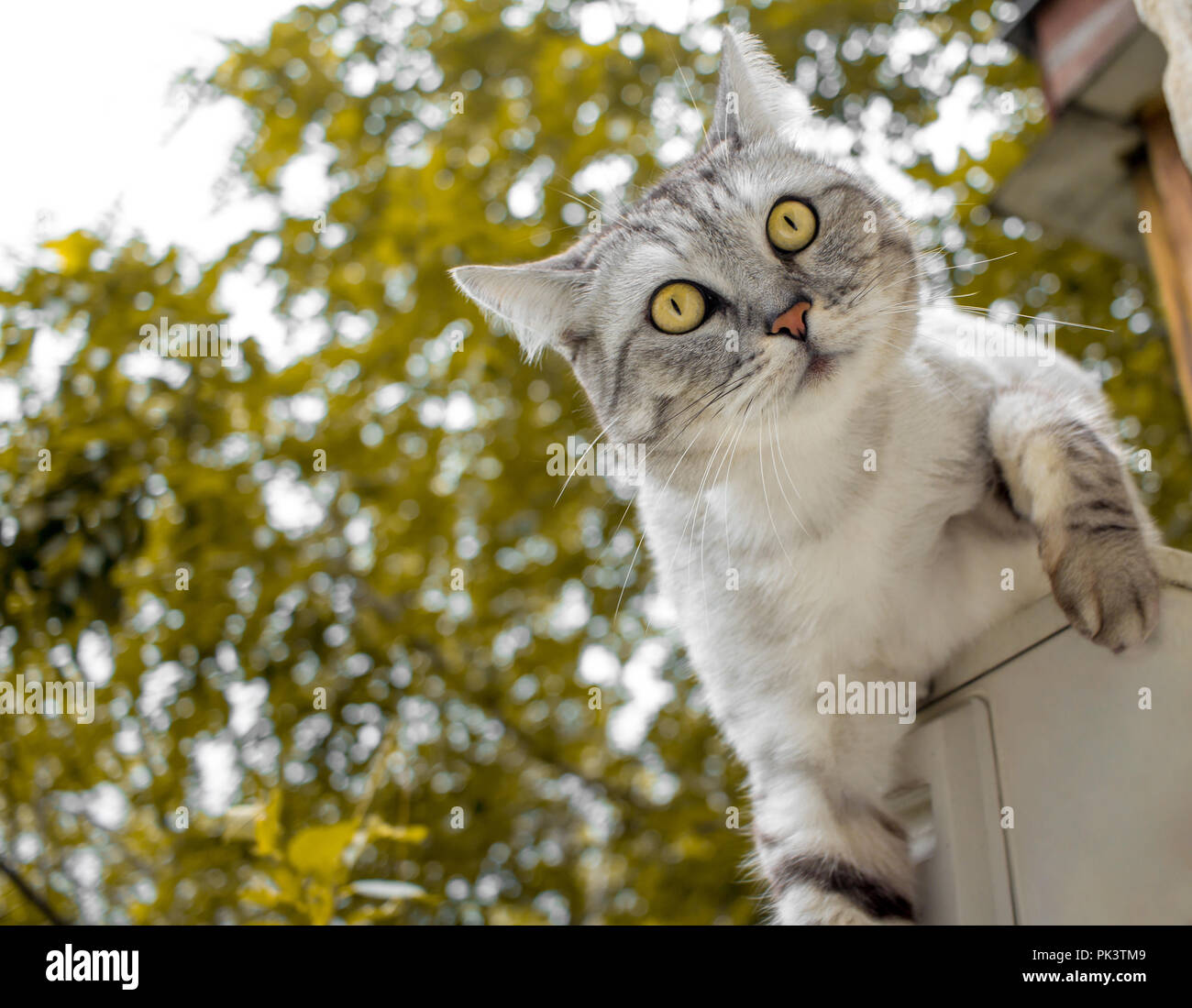 Graue Haare Katze klettern auf den gelben Hintergrund Stockfoto