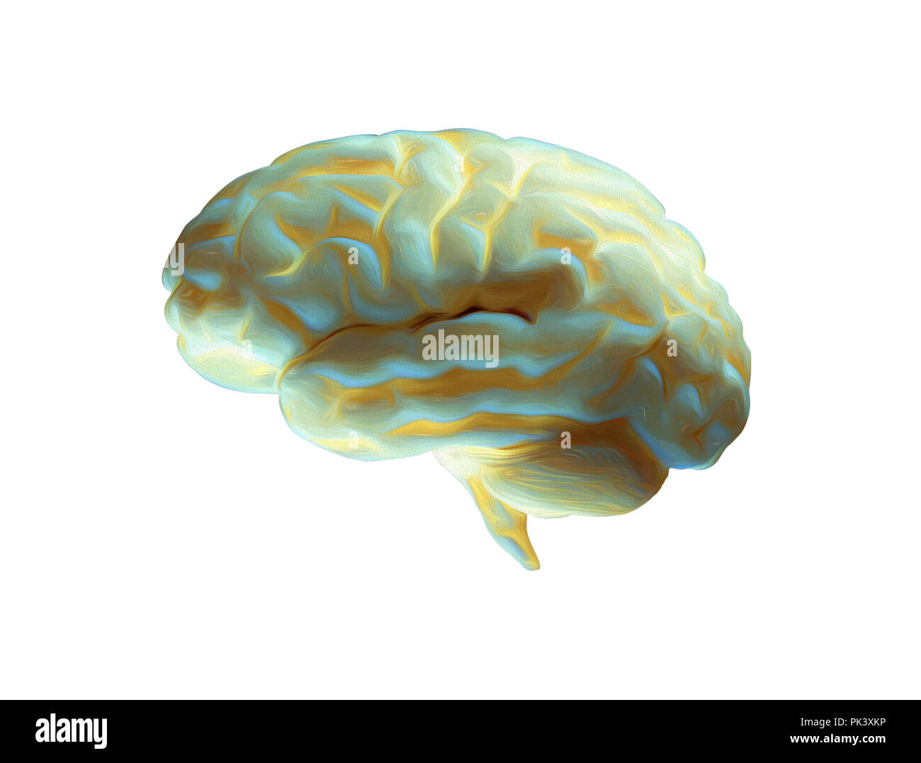 Abbildung des menschlichen Gehirns auf weißem Hintergrund Stockfoto