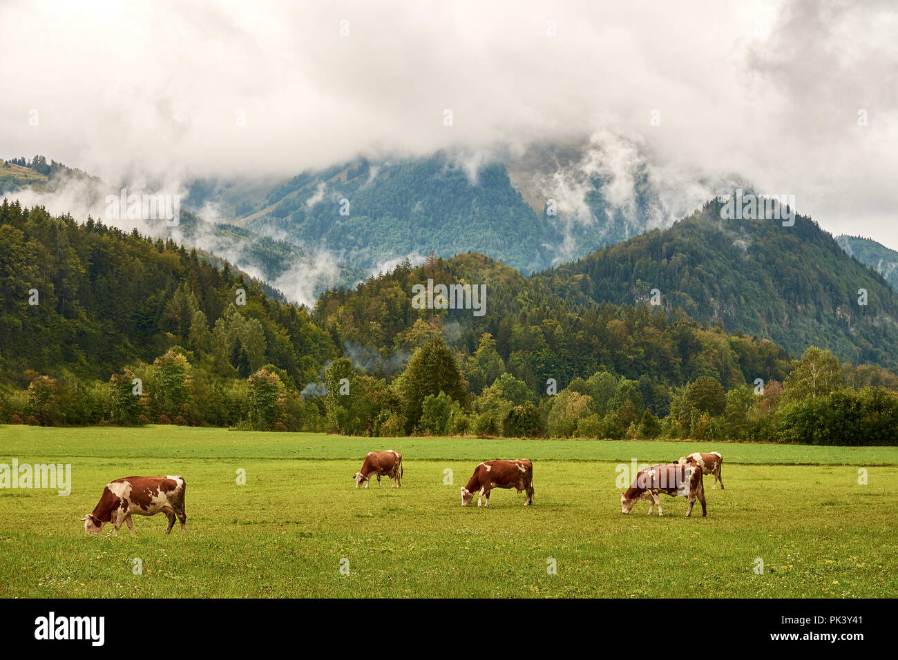 Blick auf der Weide mit Gras am Fuße der Alpen mit einer Herde von Kühen, Wald und Bergen im Hintergrund, unter dem Himmel mit Wolken Stockfoto