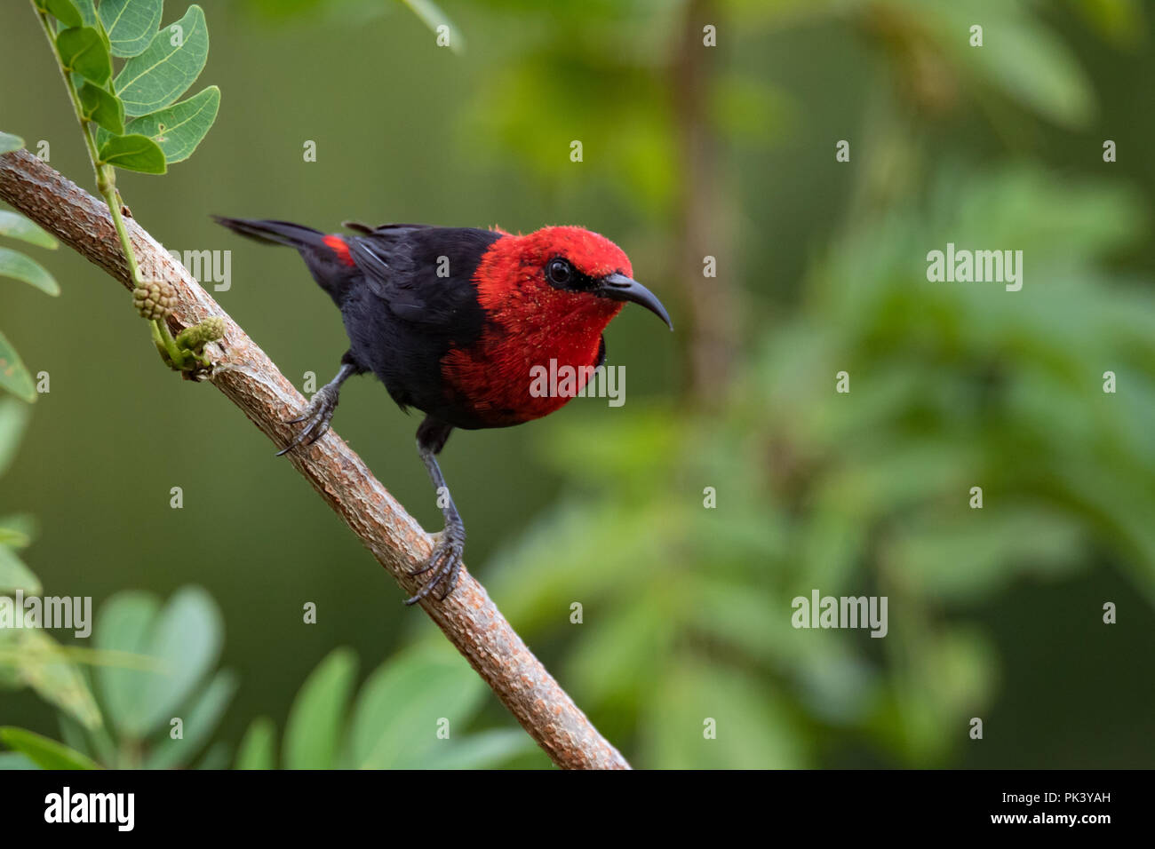 Die endemische Samoan Myzomela, eine Art von honeyeater, auf der Insel