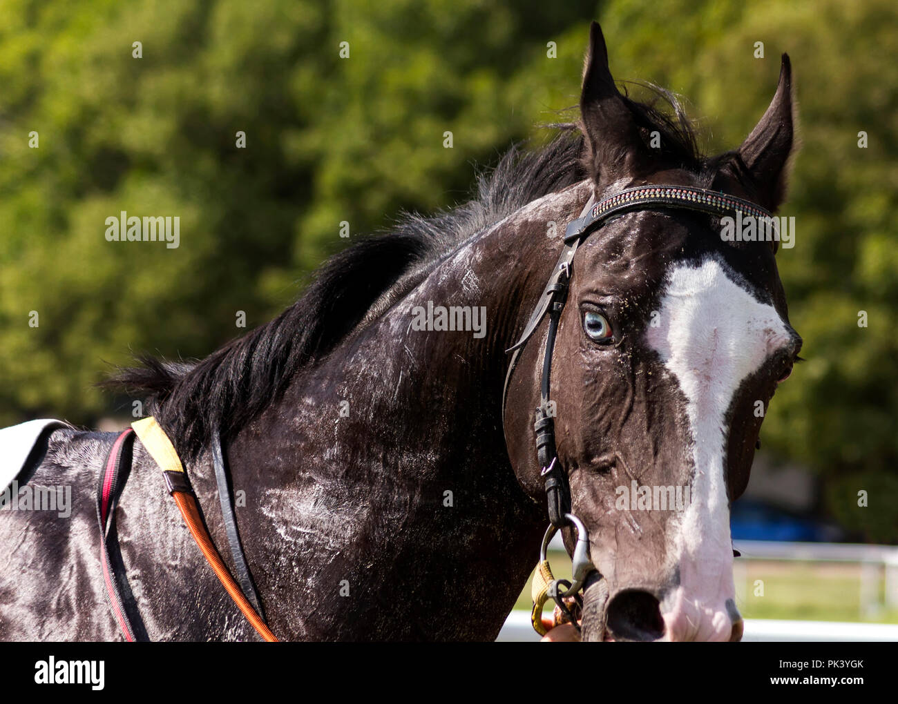 Porträt einer Achal Tekkiner Pferde nach dem Rennen. Stockfoto