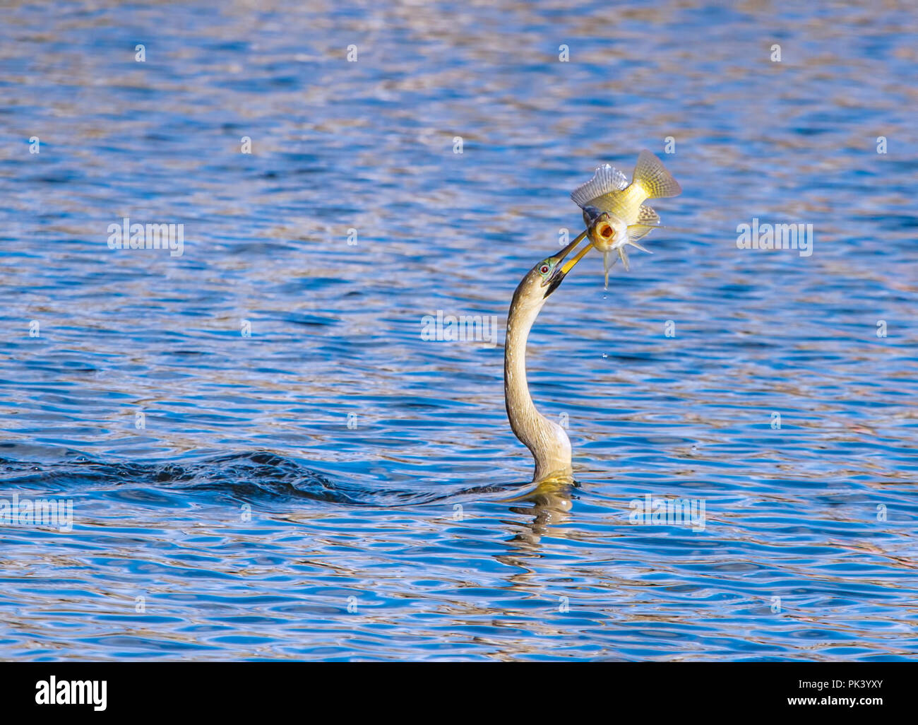 Anhinga fängt einen Fisch in den Florida Everglades. Stockfoto