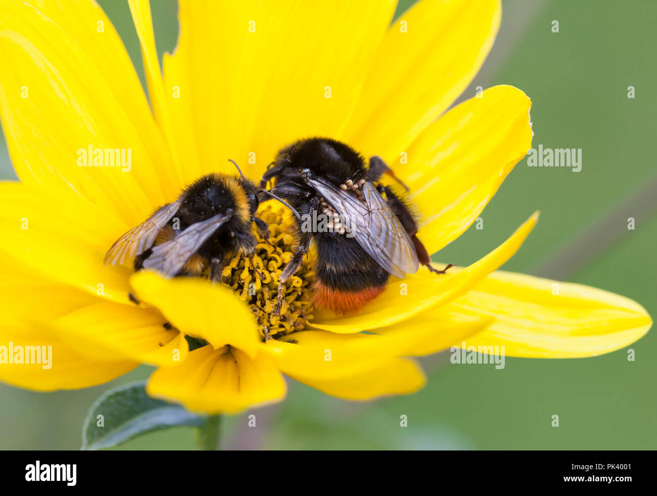 Red Tailed Bumble Bee (Bombus lapidarius) mit Milben, Großbritannien Stockfoto
