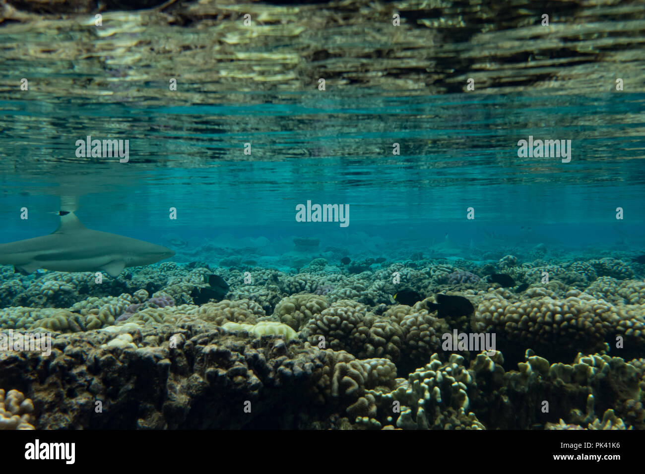 Eine schwarz-tipp Riffhai in die seichten Gewässer der South Pass von Fakarava Atoll, Französisch Polynesien Stockfoto