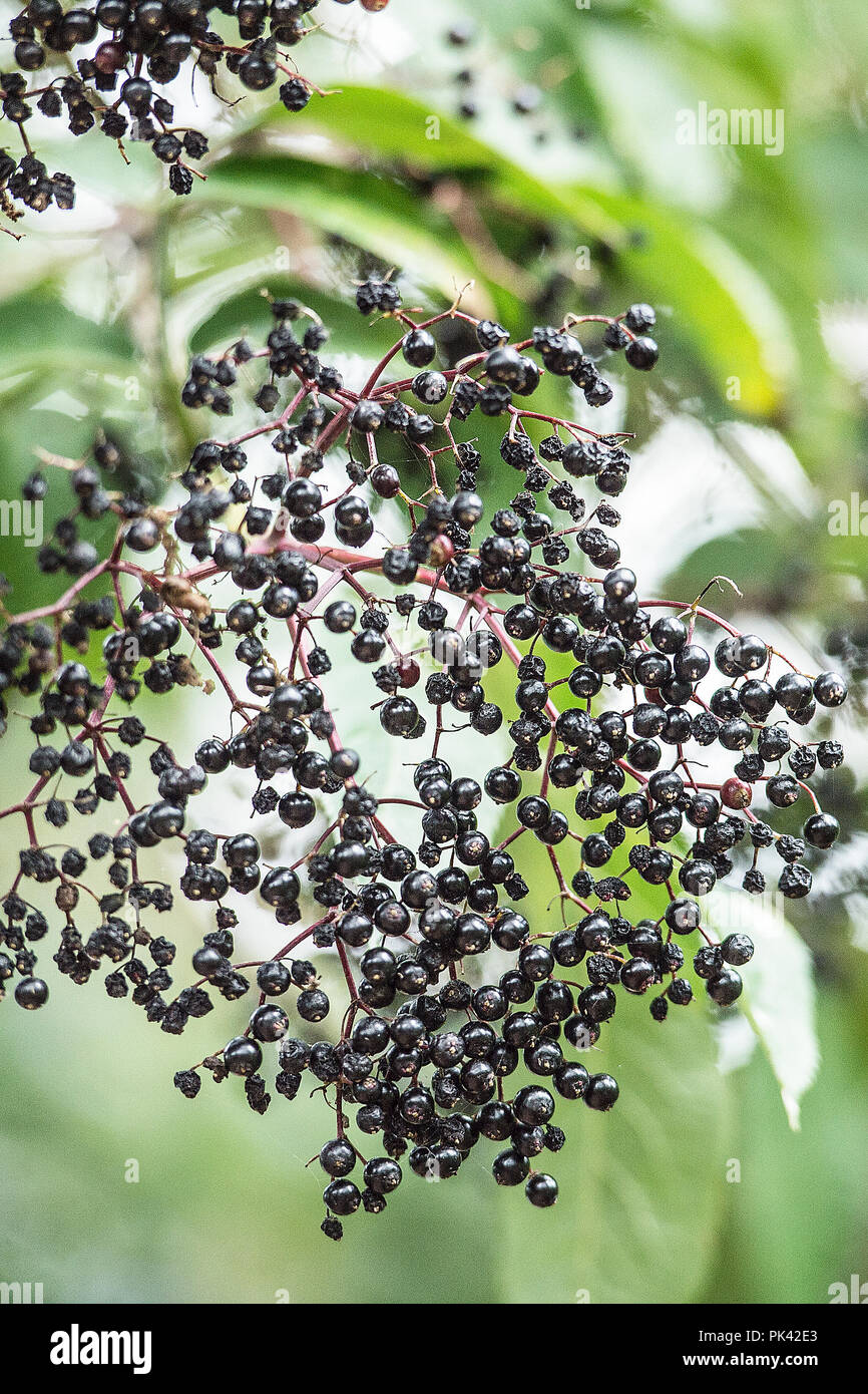 ältere Beeren Stockfoto