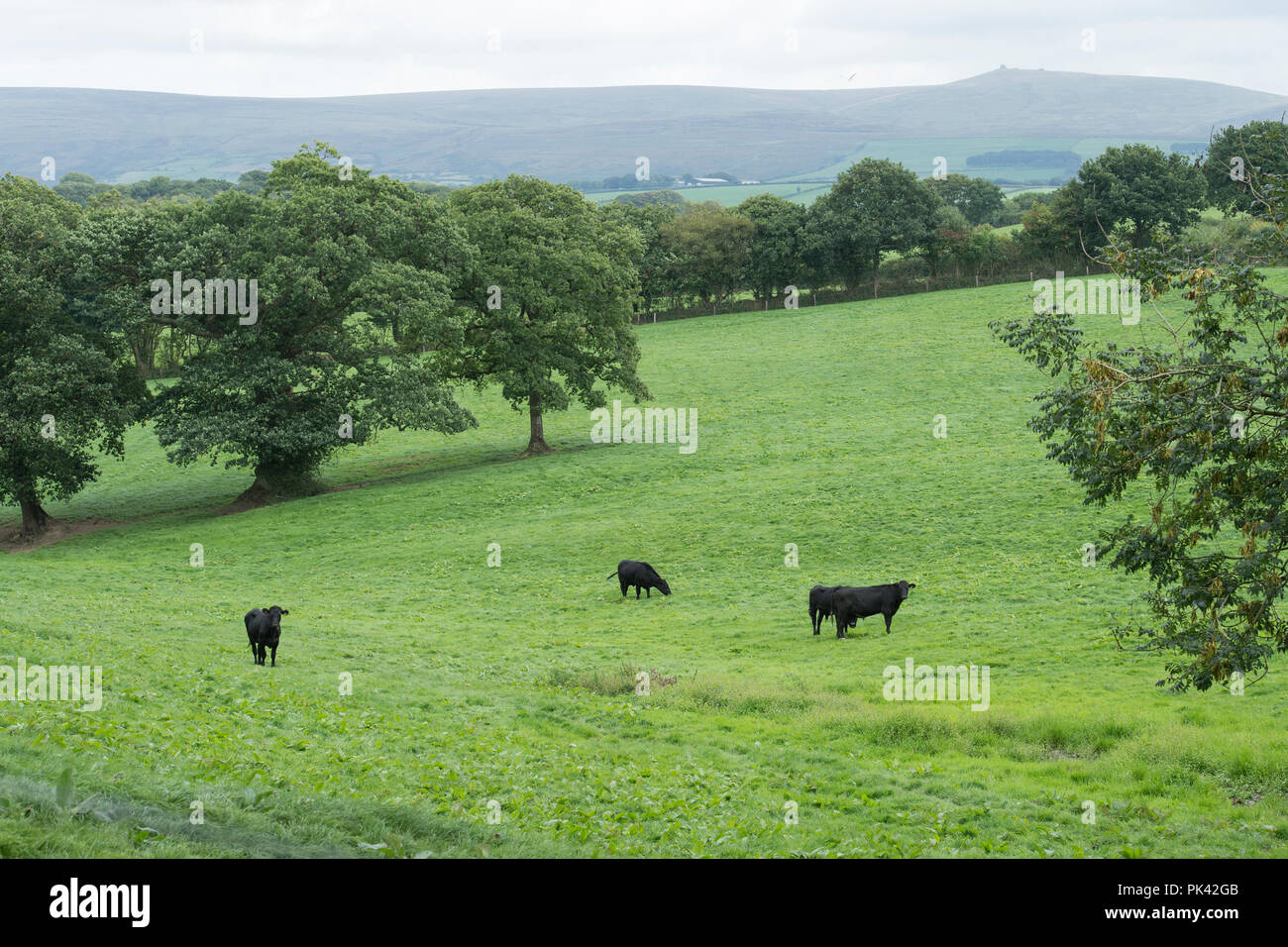 Aberdeen Angus Kühe in Devon Stockfoto