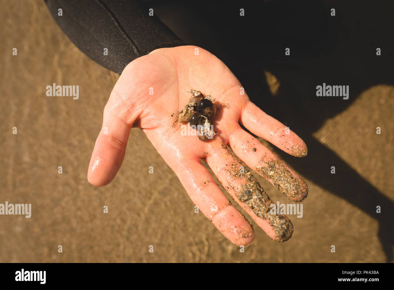 Mans Hand, die eine Muschel am Strand Stockfoto