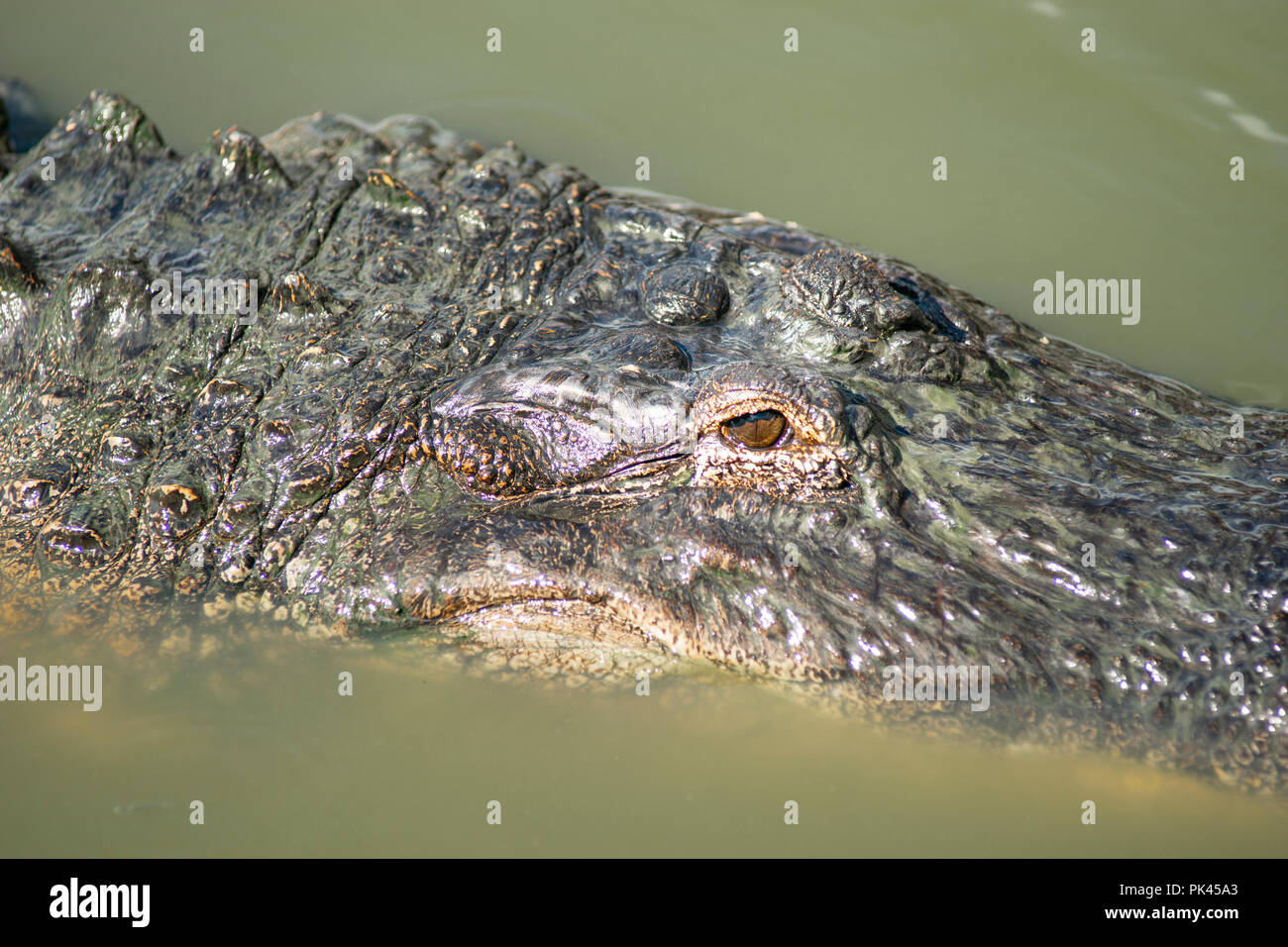 Ein erwachsener Alligator Oberflächen lange genug, etwas Sonne und ein paar Atemzüge in Florida USA zu fangen Stockfoto