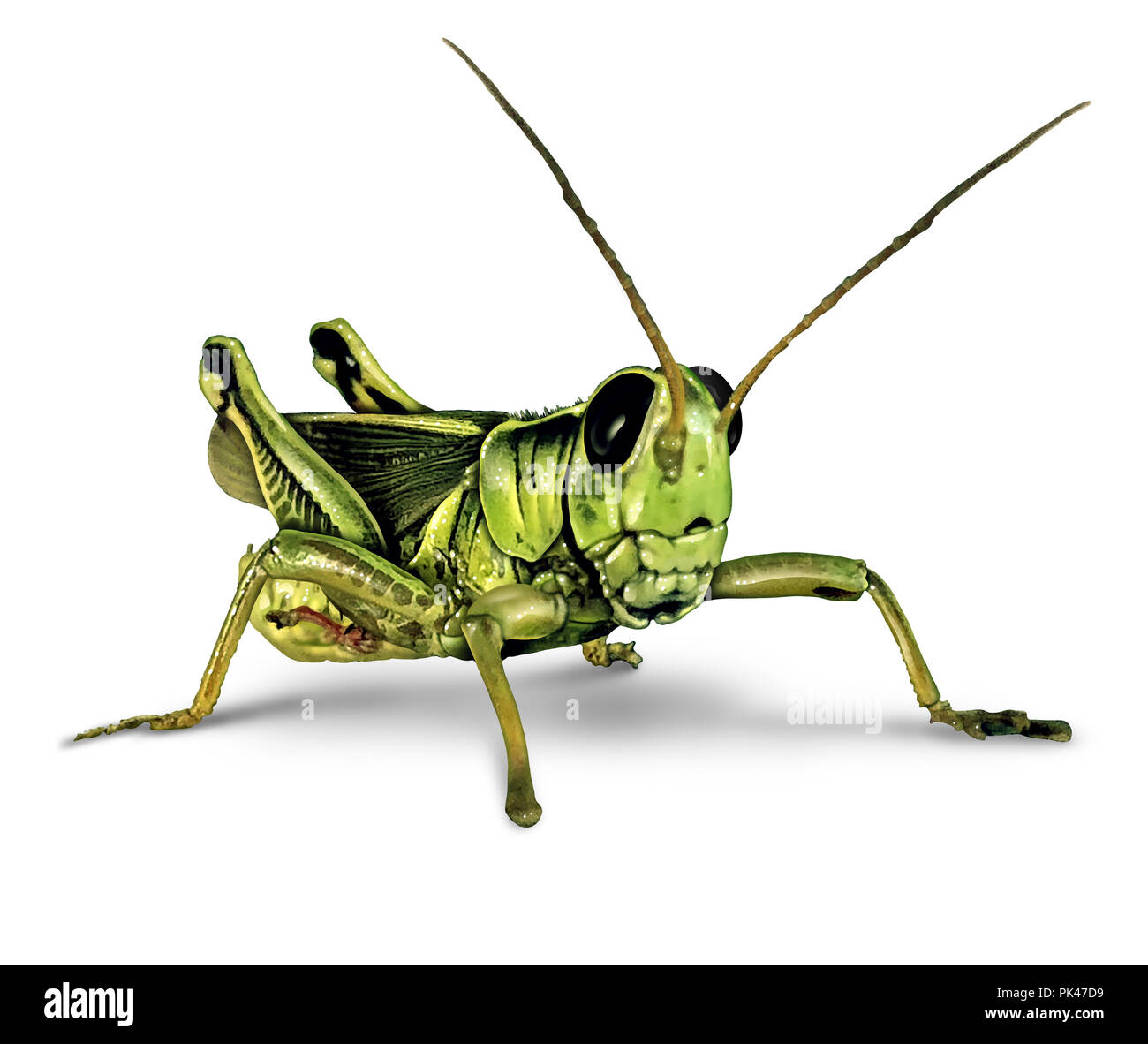 Grashüpfer Insekt auf einem weißen Hintergrund als entomologie Symbol oder Landwirtschaft und Landwirtschaft Pest mit 3D-Abbildung: Elemente auf einem weißen Hintergrund. Stockfoto
