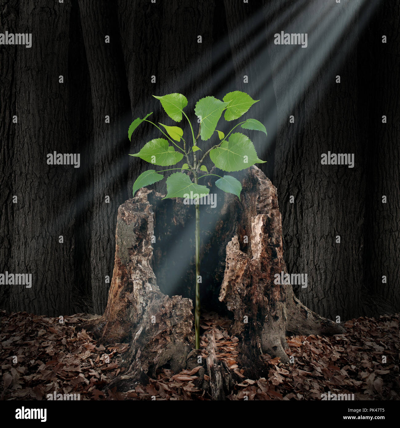 Glauben und glauben Konzept wie ein Strahl aus Licht von oben auf ein Bäumchen wächst aus einem toten Baum als Hoffnung und Spiritualität Idee. Stockfoto Glauben und glauben Konzept wie ein Strahl aus Licht von oben auf ein Bäumchen wächst aus einem toten Baum als Hoffnung und Spiritualität Idee. Stockfoto