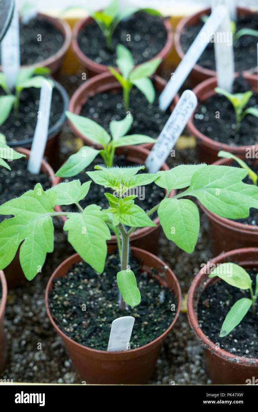Jungen Tomatenpflanzen bereit für die Bepflanzung Stockfoto